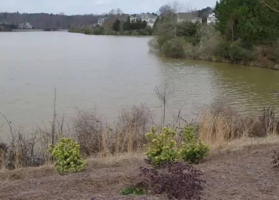 A tiny bit of color in winter.