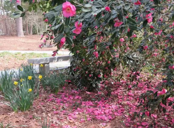 Daffodils, and camellia flowers on a tree and on the ground, in February.