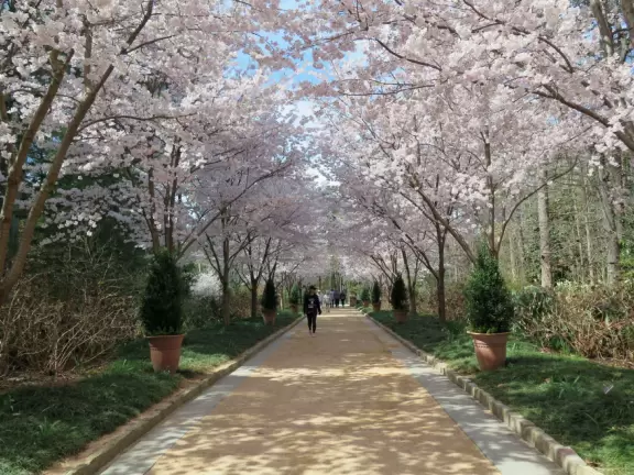 Row of cherry blossom trees at the entrance to the garden, mid-March.