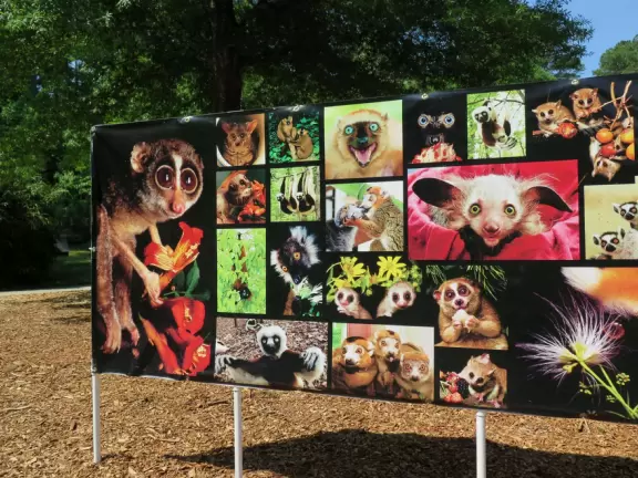 Forested area with cute lemurs in cages.