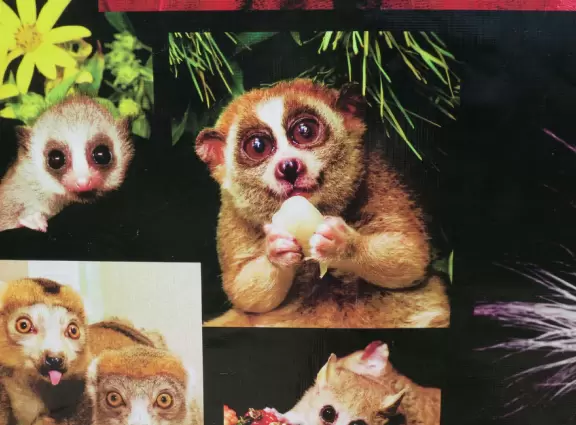 Forested area with cute lemurs in cages.