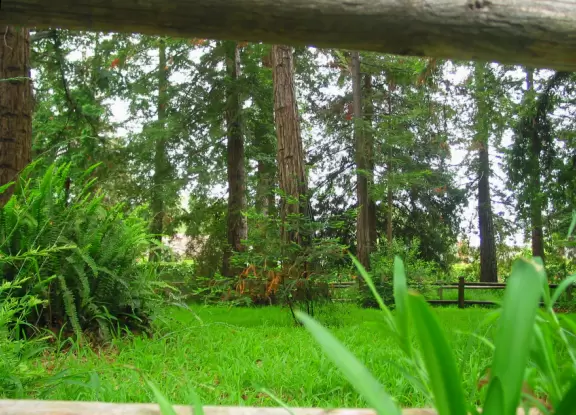 View of the redwoods through the fence at Stow Grove.