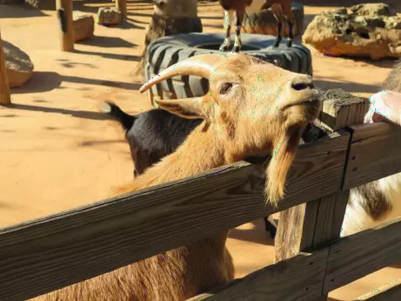Goat sticking its head over the fence.