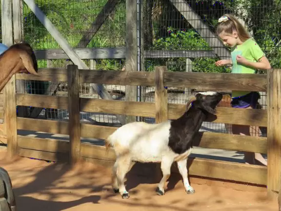 A girl delights in feeding a goat.