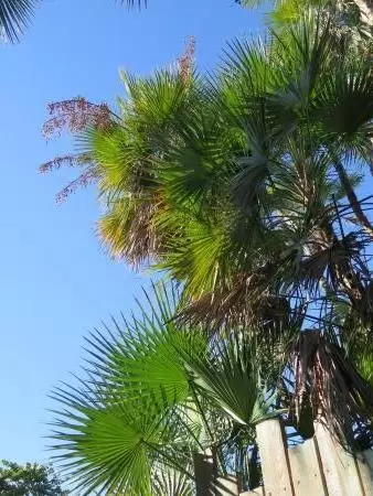 Tropical plants.