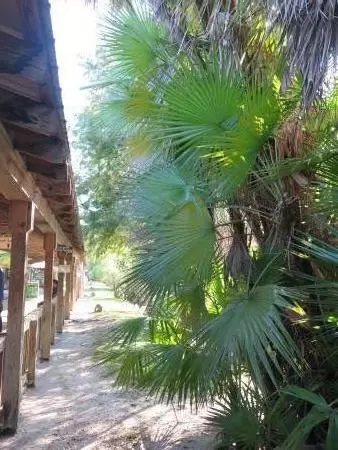 Saw palmetto is a beautiful color.