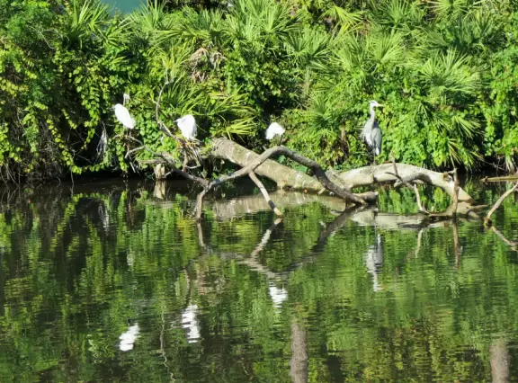 Incredible wetlands with huge gators, birds, and flowers. Emus, deer, playful bobcats, panthers, and three shows. Plus petting zoo with goats, and feeding budgerigars with seedsticks.