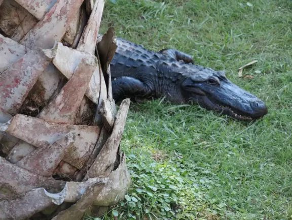 Incredible wetlands with huge gators, birds, and flowers. Emus, deer, playful bobcats, panthers, and three shows. Plus petting zoo with goats, and feeding budgerigars with seedsticks.