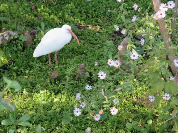 Bird in a patch of flowers.