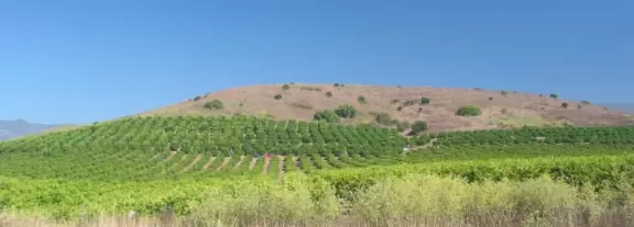 A redwood forest that looks like Northern California, with a playground and spacious knolly lawn.
