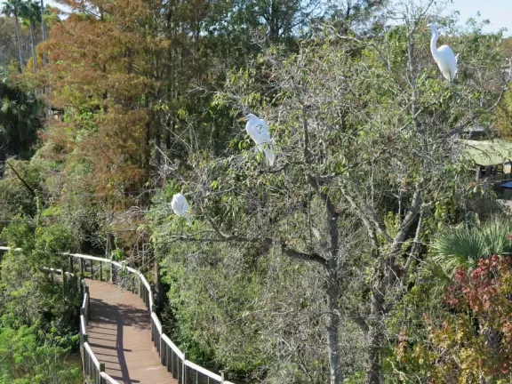 Incredible wetlands with huge gators, birds, and flowers. Emus, deer, playful bobcats, panthers, and three shows. Plus petting zoo with goats, and feeding budgerigars with seedsticks.