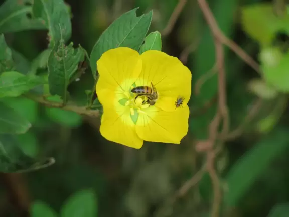 Yellow flower, bee, and fly.