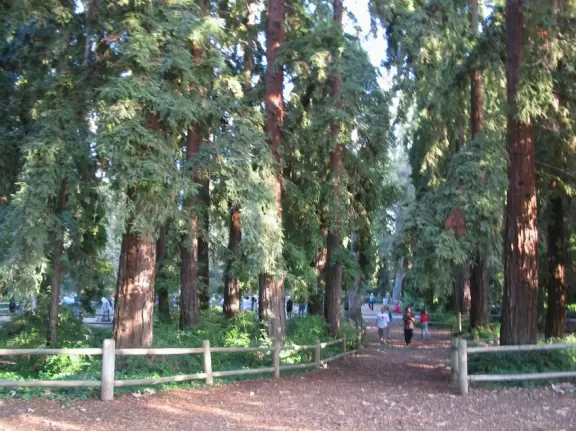 A redwood forest that looks like Northern California, with a playground and spacious knolly lawn.