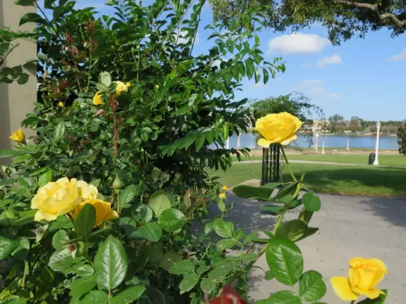 Beautiful garden with many partitioned areas, tropical plants, flowers, all with the blue lake behind. Plus, promenade around the lake.