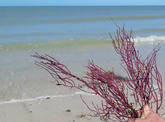 A lady shows me the reddish purple fan coral she collected for her house.