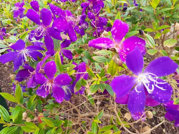 Purple flowers at Founders Park.