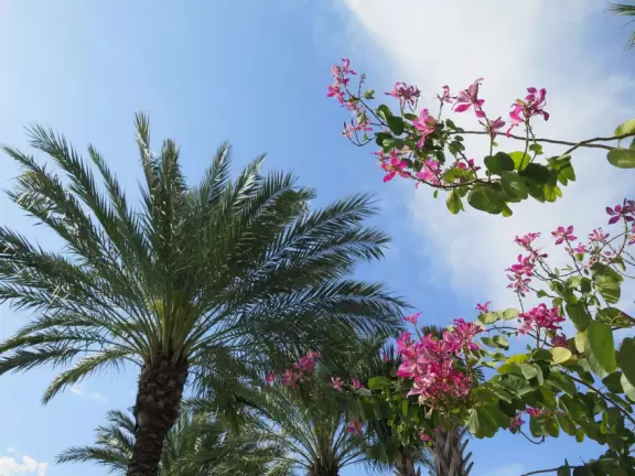 Ultra colorful resort with palm trees galore, live music by the pool, hotel rooms plus cottages, and shopping center.