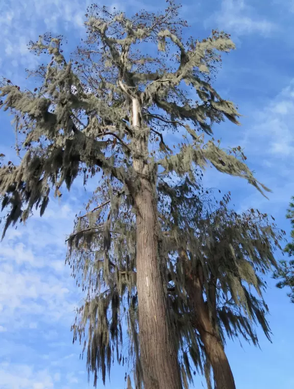 Beautiful park with lake, incredible cypress trees, playground, gazebos, winding trails, and 1920s mansion.