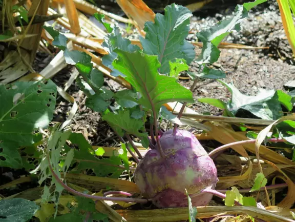 Beautiful garden with many partitioned areas, tropical plants, flowers, all with the blue lake behind. Plus, promenade around the lake.