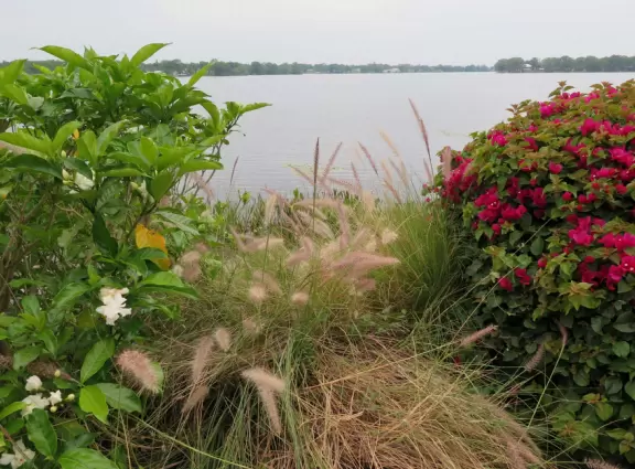 Gardenia, pampas grass, and bougainvillea, at the lake, behind Shake Shack.