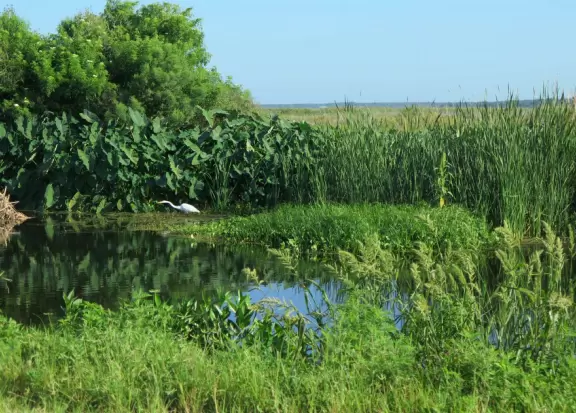 Lake Apopka Wildlife Drive