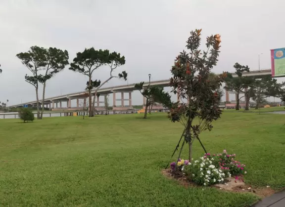 Flowers and the bridge in the distance.