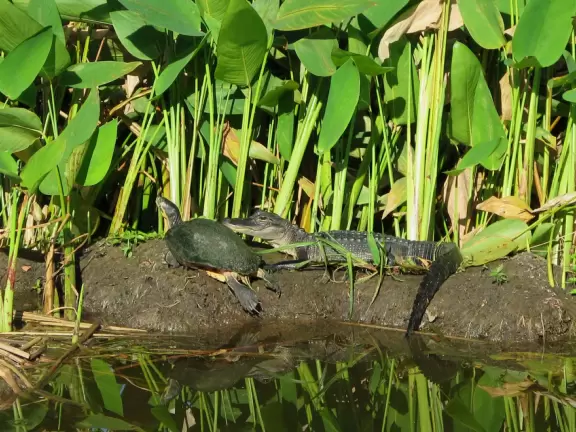 Wonderful park on Lake Apopka, with wildlife galore, including baby alligators.