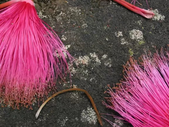 A lush paradise in the middle of downtown Honolulu!