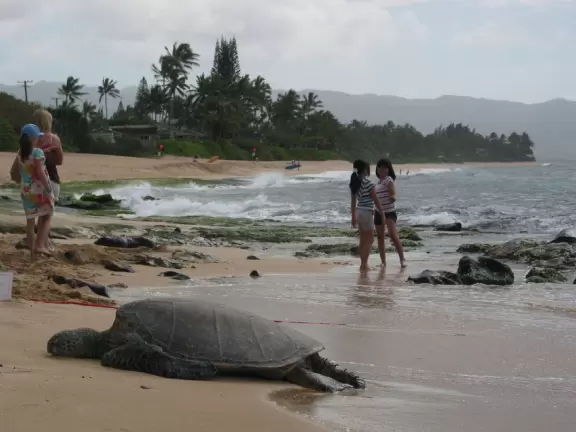 A turtle lazes in the sand, while girls play by the shore.