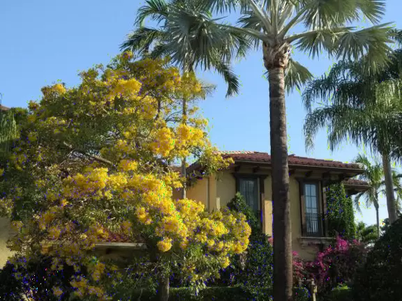 Walk past mansions in the shade of pine and palm trees on Palm Beach Island.