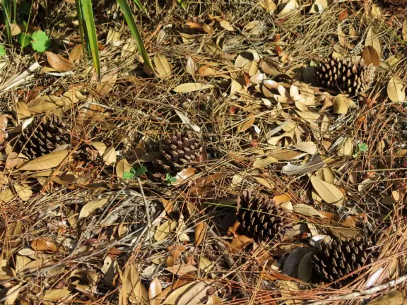 Long walk with wide sidewalk, past lush jungly forest. Some car noise.