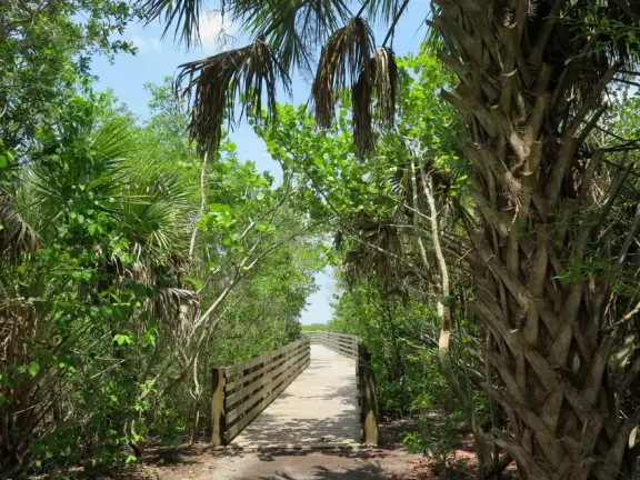 Tropical walk through mangrove forest and varied vegetation to a huge gazebo over the intracoastal and a path to a little beach.