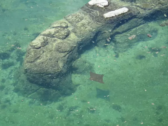 Beautiful nature center on Hutchinson Island, with nature trail on boardwalks, lagoon filled with sharks and game fish, stingrays you can feed by hand, and huge ocean deck with views around the island!