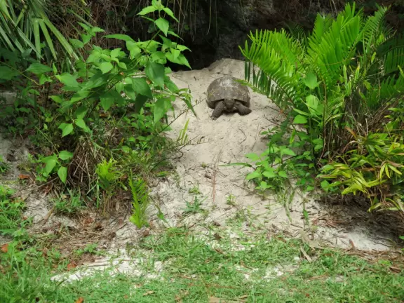 Little tortoise on a sand hill.