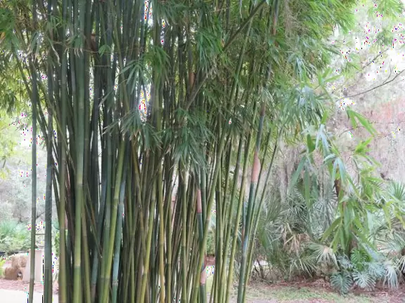 Bamboo is always wonderful.