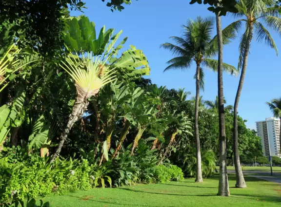 Whitest white sand, clear sparkling water, spacious green lawns with large shade trees, tropical flowers, a wide half-mile boardwalk, and a huge park full of tropical plants.