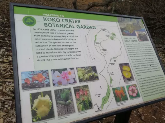 Paradise of plumeria trees and bright bougainvillea in summer.
