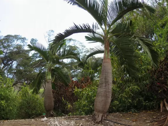 Paradise of plumeria trees and bright bougainvillea in summer.