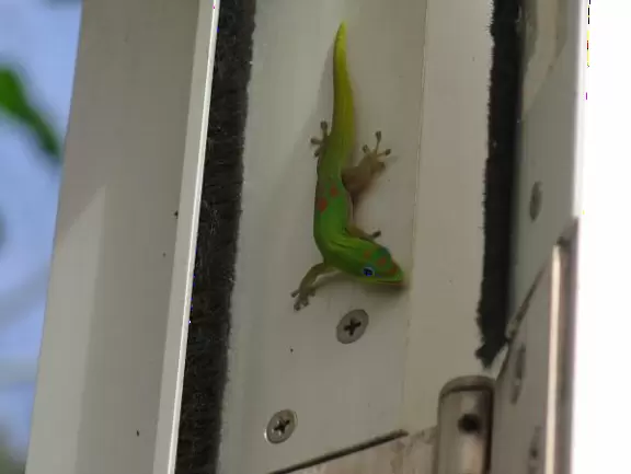 A lush paradise in the middle of downtown Honolulu!