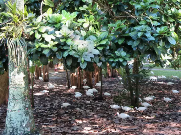 Tropical botanical garden with huge magnificent trees and animal sanctuary.