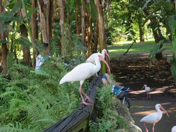 Tropical botanical garden with huge magnificent trees and animal sanctuary.