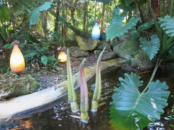 Tropical botanical garden with huge magnificent trees and animal sanctuary.