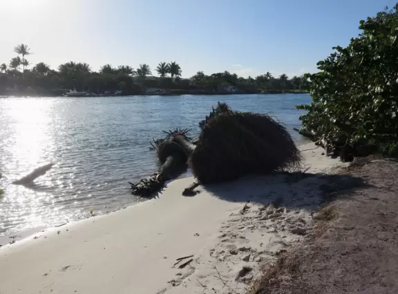Fallen palm on the beach.