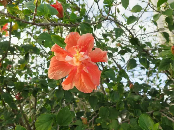 Orange hibiscus flower.