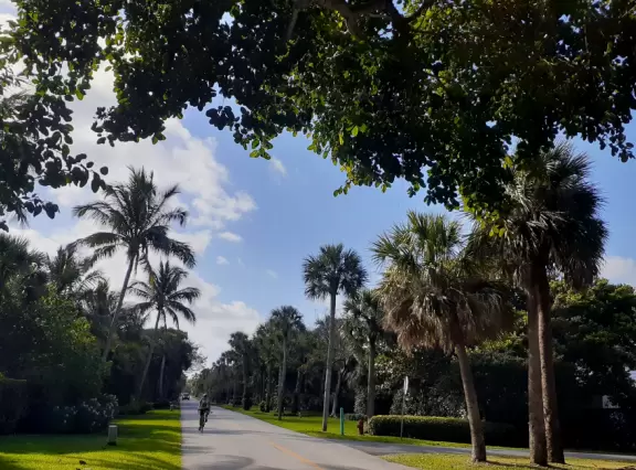 Long walk past mansions, coconut trees, Norfolk pines, ironwood trees, banyan trees, and flowers on Jupiter Island.