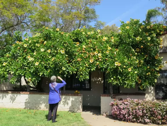 Stroll past beautiful architecture, ponds, fountains, flowers, and trees. Visit many different museums! And best of all, walk through sumptuous gardens.