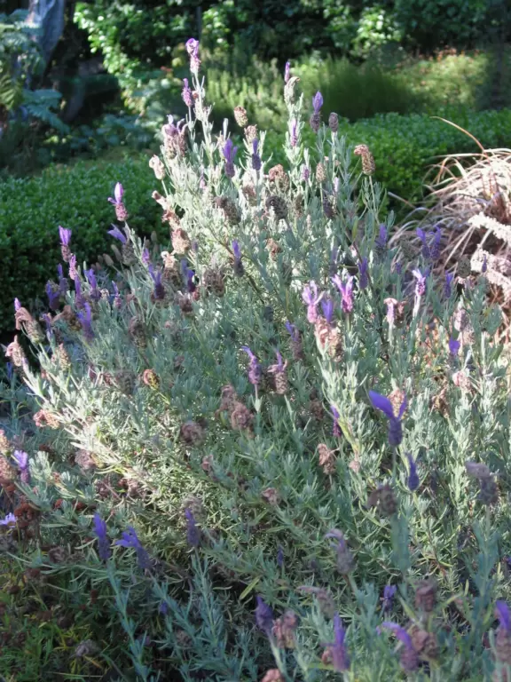 Lavendar- late afternoon in the garden at Old Monterey Inn.
