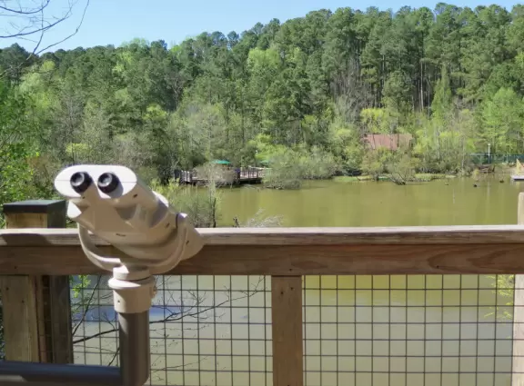 Binoculars and leaves returning during spring, at the lake.