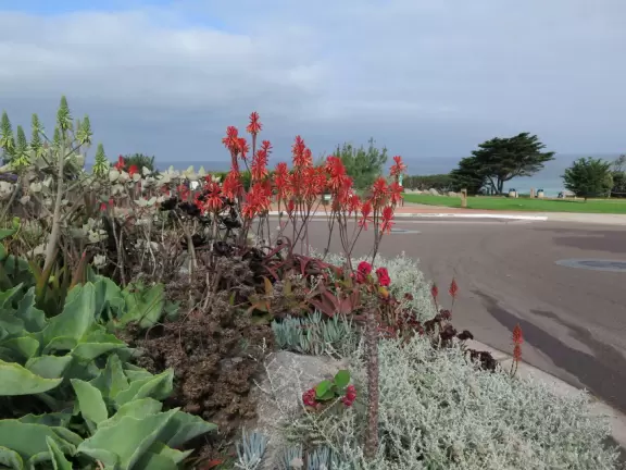 Silvery plants and red flowers with cypress trees in the distance.