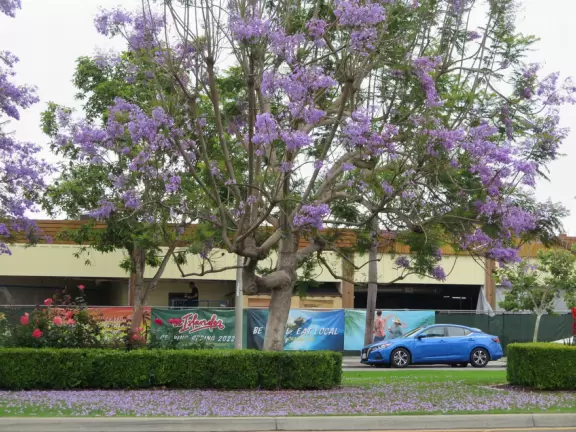 Purple flowering tree. 